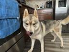 Adopt Ramsey a Gray/Silver/Salt & Pepper - with White Husky / Mixed dog in