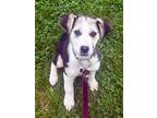 Adopt Janie a Black - with White Australian Cattle Dog / Beagle / Mixed dog in
