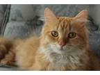 Adopt Frazzle a Orange or Red Domestic Longhair / Mixed (long coat) cat in Big