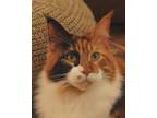 Adopt Fai a Maine Coon cat in Annapolis, MD (41388540)
