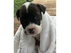 Adopt Orphan 4 Phoenix a Black - with White Labrador Retriever / Mixed dog in