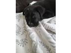 Adopt Marella a Black - with White Labrador Retriever / Mixed dog in Berkley