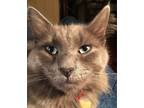 Adopt Freddie a Gray or Blue Domestic Longhair / Mixed (long coat) cat in