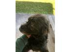 Adopt Stormi a Black Labrador Retriever / Australian Shepherd / Mixed dog in