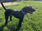 Adopt Buddy a Black Labrador Retriever / Pointer / Mixed dog in Wheaton