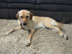 Adopt Wego a Tan/Yellow/Fawn Labrador Retriever / Mixed dog in Spring Hill