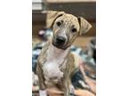 Adopt Lefty -'I'll be your right hand man!' - AVAILABLE a Brindle Mixed Breed