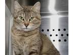 Adopt JennAy a Orange or Red Domestic Shorthair / Domestic Shorthair / Mixed
