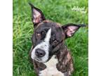 Adopt Oreo a Brindle - with White Pit Bull Terrier / Mixed dog in Lyons