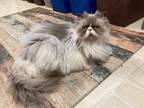 Adopt Teddy a Gray or Blue (Mostly) Persian / Mixed (long coat) cat in Glenshaw