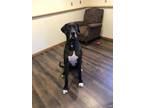 Adopt Demere a Black - with White Great Dane / Mixed dog in Lakeville
