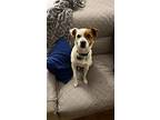 Bane, Jack Russell Terrier For Adoption In Spring Lake, North Carolina