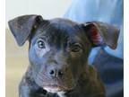 Adopt Stenzi a American Pit Bull Terrier / Mixed dog in Oakland, CA (41383717)