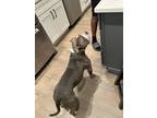 Adopt Marlo a Gray/Blue/Silver/Salt & Pepper Staffordshire Bull Terrier / Mixed