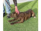 Adopt Heidi a Brindle - with White Cane Corso / Mixed dog in Smartsville