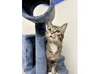 Adopt Skittles a Gray or Blue Domestic Shorthair / Domestic Shorthair / Mixed