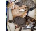 Dusty Kitten, Domestic Shorthair For Adoption In San Luis Obispo, California
