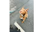 Adopt Zuko a Brown/Chocolate Labrador Retriever / Mixed dog in Atlanta