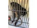 Adopt Malcom a Black American Pit Bull Terrier / Mixed dog in Atlanta