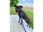 Adopt Geo (HW-) SPONSORED ADOPTION FEE (5/4) a Brindle American Pit Bull Terrier