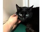 Miss Licorice, Domestic Shorthair For Adoption In Sherwood, Oregon