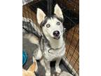 Adopt Jokka a Black - with White Husky / Mixed dog in Atlanta, GA (41369380)