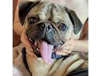 Adopt Prince a Tan/Yellow/Fawn - with Black Pug / Mixed dog in Grapevine
