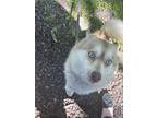 Adopt Trixie a Tan/Yellow/Fawn - with White Pomsky / Mixed dog in Crete