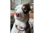 Adopt Remi Roo a Merle Australian Shepherd / Mixed dog in Evansville