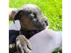 Adopt Homer a Gray/Blue/Silver/Salt & Pepper Cane Corso / Mixed dog in