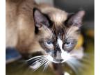 Kiwi, Snowshoe For Adoption In Edmonton, Alberta