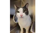 Leonardo Dicatprio, Domestic Shorthair For Adoption In Maple Ridge