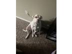 Adopt NOVA a White - with Brown or Chocolate Labrador Retriever / Bull Terrier /