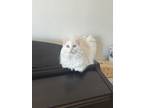 Adopt Blanca a White Domestic Longhair / Mixed (long coat) cat in Santa Monica
