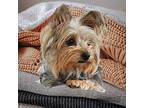 Minnie, Silky Terrier For Adoption In Virginia Beach, Virginia