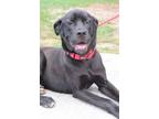 Adopt ESCOVIETCH a Black Mixed Breed (Small) / Mixed Breed (Medium) / Mixed