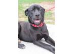 Adopt ESCOVIETCH a Black Mixed Breed (Large) / Mixed dog in Fernandina Beach