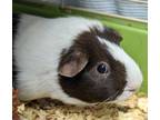 Adopt Daisy a Brown or Chocolate Guinea Pig / Mixed small animal in