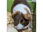 Adopt Bella a Brown or Chocolate Guinea Pig / Mixed small animal in