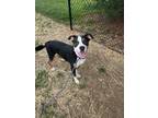 Adopt Leon (HW-) a Black American Pit Bull Terrier / Mixed dog in Owensboro