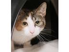 Adopt Scarlet (in foster) a Orange or Red Domestic Shorthair / Domestic
