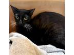 Adopt Shae a All Black Domestic Shorthair / Domestic Shorthair / Mixed cat in