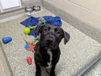 Adopt Lincoln a Black Labrador Retriever / Mixed dog in Florence, AL (41325109)