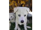 Adopt Lilyanna a White Maremma Sheepdog / Mixed dog in Morgan Hill