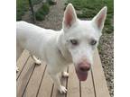 Adopt Arthur a White Mixed Breed (Large) / Mixed dog in Dubuque, IA (41062354)