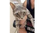 Jacky - Free Adoption Fee And Free Gift Bag, Domestic Shorthair For Adoption In