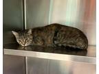 Adopt Mimi a Brown or Chocolate Domestic Shorthair cat in Cassopolis