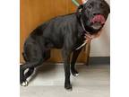 Adopt Nani a Black Labrador Retriever / American Pit Bull Terrier dog in