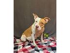 Ruby, Terrier (unknown Type, Medium) For Adoption In Lafayette, Louisiana