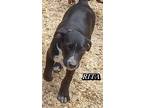 Adopt RITA a Black - with White Labrador Retriever / Blue Heeler / Mixed dog in